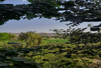 زمین کشاورزی روستای گلریز شهرستان درگز یک هکتار
