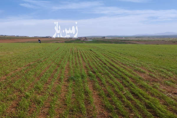 زمین کشاورزی روستای اله دره علیا ۴ هکتار-2