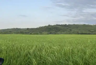 زمین بر جاده فرعی روستای تازه آباد لیسرود ۲۰۰۰ متر