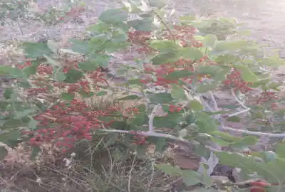 باغ پسته ثمری نژاد احمد آقایی ۸ ساله ۹۰۰۰ متری