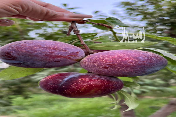 باغ استثنایی ۱۰۵۰ متری در محمدآباد افشار چهارباغ کرج-2