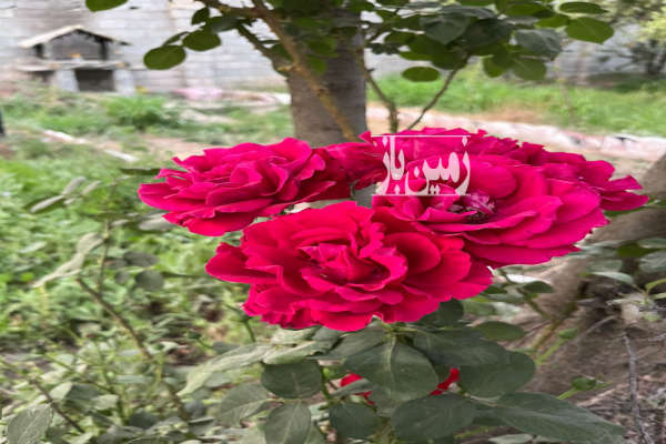 باغ استثنایی ۱۰۵۰ متری در محمدآباد افشار چهارباغ کرج-3