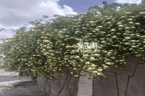 زمین کشاورزی ضلع غربی شهرک صنعتی پیشوا-1