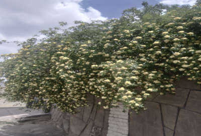 زمین کشاورزی ضلع غربی شهرک صنعتی پیشوا