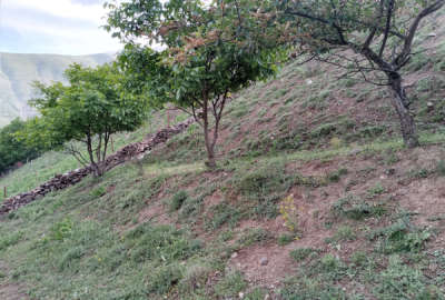 زمین مسکونی واقع در روستای دلیر قابل تفکیک به دو قطعه