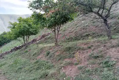 زمین مسکونی واقع در روستای دلیر قابل تفکیک به دو قطعه