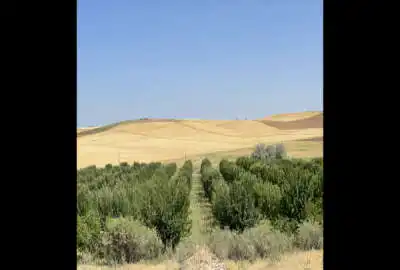 باغ سیب ١٣ ساله روستای سراب بر روی جاده اصلی