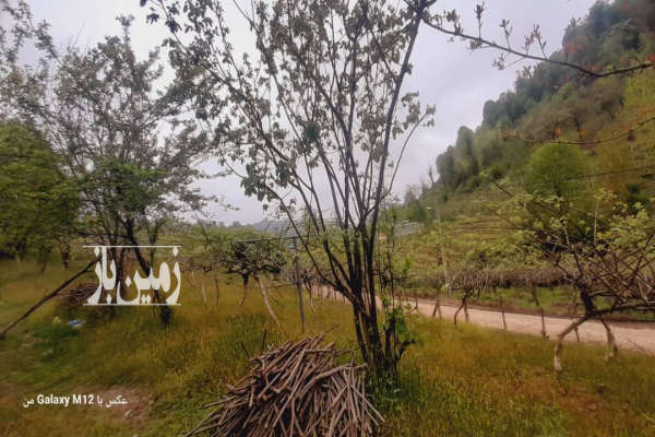 باغ کیوی همراه با حدود ۳۰۰ درخت نزدیکی شهرستان آستارا-1