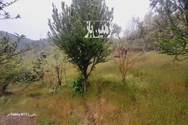باغ کیوی همراه با حدود ۳۰۰ درخت نزدیکی شهرستان آستارا-2