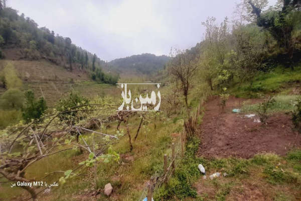 باغ کیوی همراه با حدود ۳۰۰ درخت نزدیکی شهرستان آستارا-3