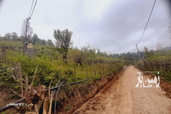 باغ کیوی همراه با حدود ۳۰۰ درخت نزدیکی شهرستان آستارا-4