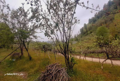 باغ کیوی همراه با حدود ۳۰۰ درخت نزدیکی شهرستان آستارا