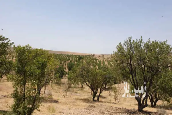 مزرعه کشاورزی حدود ۳۵ هکتار همراه امکانات - تصویر 2