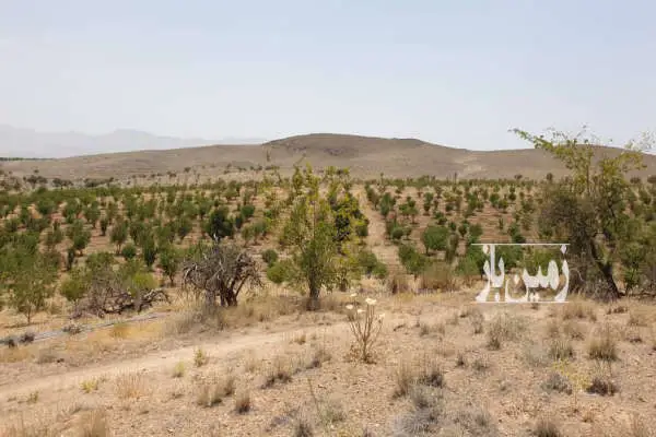 مزرعه کشاورزی حدود ۳۵ هکتار همراه امکانات - تصویر 3