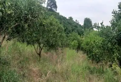 باغ مرکبات در بابلکنار روستای کاردرکلا ۴۵۰ متر