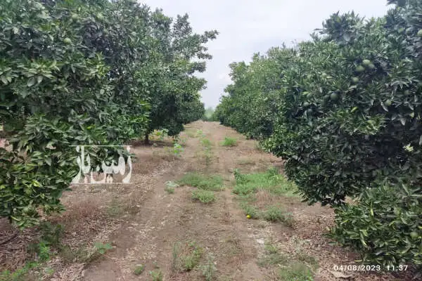 باغ زیبا با درختان چند ساله آبیاری قطرهای ۸۰۰۰ متر - تصویر 2
