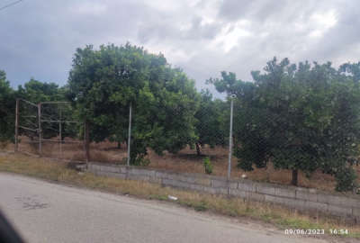باغ زیبا با درختان چند ساله آبیاری قطرهای ۸۰۰۰ متر
