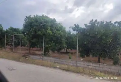 باغ زیبا با درختان چند ساله آبیاری قطرهای ۸۰۰۰ متر