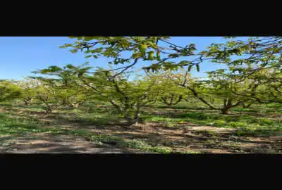 زمین کشاورزی ۳۲۰ متر در روستای عباسآباد بزرگ