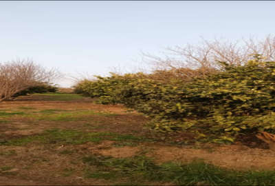 زمین باغی روستای اسبوکلا بالا تپه ۴۵۰ متر