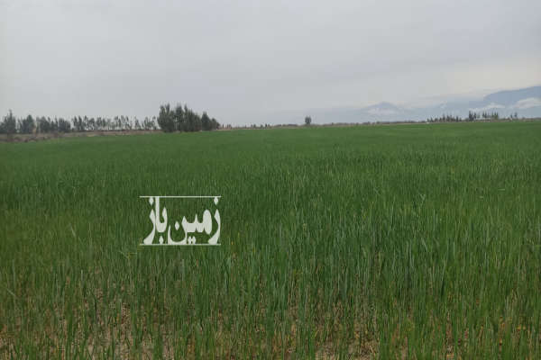 ده هکتار زمین کشاورزی با مشتری واقعی راه میام-1