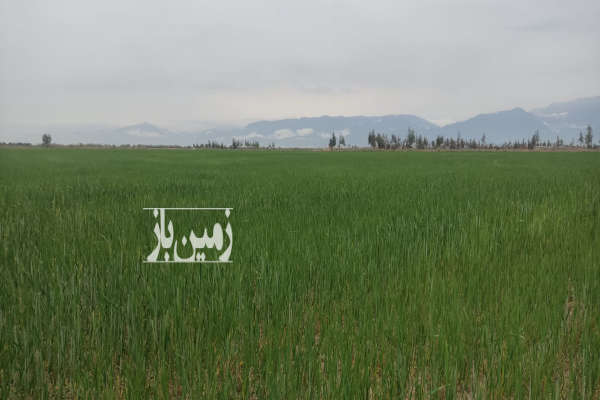 ده هکتار زمین کشاورزی با مشتری واقعی راه میام-2