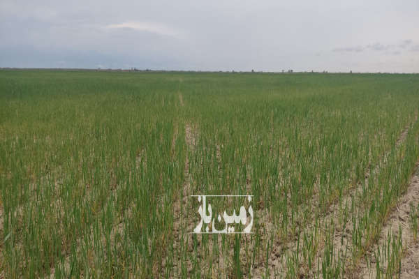 ده هکتار زمین کشاورزی با مشتری واقعی راه میام-4