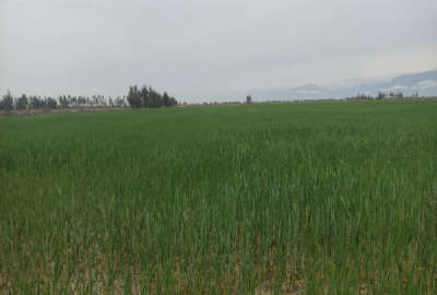ده هکتار زمین کشاورزی با مشتری واقعی راه میام