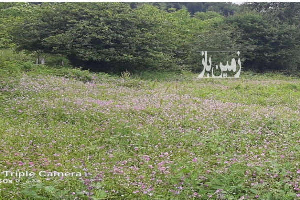 یک قطعه زمین در تالش روستای لرون ریک ۵۰۰ متر-1