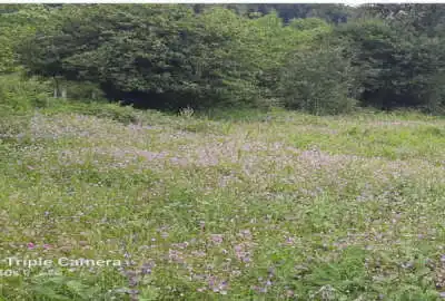 یک قطعه زمین در تالش روستای لرون ریک ۵۰۰ متر