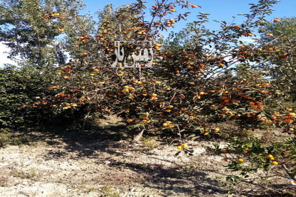 باغ مرکبات واقع در روستای دشتی کلاته بندرگز-4