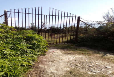 باغ مرکبات واقع در روستای دشتی کلاته بندرگز
