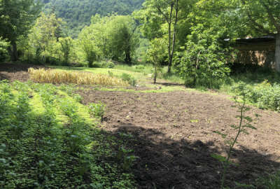 زمین مسکونی به متراژ ۳۷۵ واقع در سوادکوه روستای کارمزد