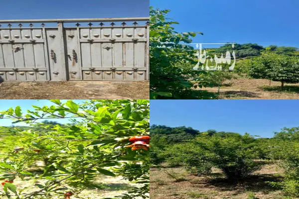 فروش زمین مسکونی ۹۰۰ متری جای دنج در روستای تیرتاش - تصویر 1