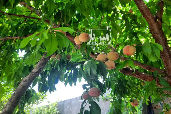 فروش زمین مسکونی ۹۰۰ متری جای دنج در روستای تیرتاش - تصویر 4