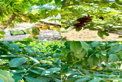 زمین مسکونی ۹۰۰ متری جای دنج در روستای تیرتاش