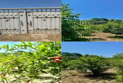 فروش زمین مسکونی ۹۰۰ متری جای دنج در روستای تیرتاش