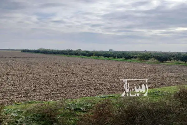 زمین مزروعی خشکزاری مخصوص کاشت دیم کوهی خیل - تصویر 2