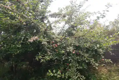 زمین مسکونی ۴۶۰ متری گذرسبز باچشم انداز زیبا