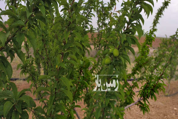 باغچه ۱۰۰۰ متری نزدیک به شهر فرمهین-1