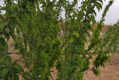 باغچه ۱۰۰۰ متری نزدیک به شهر فرمهین