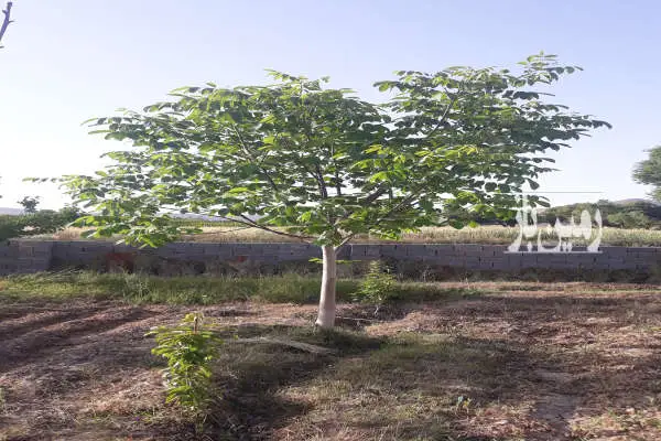 باغ میوه داخل بافت دیباج بلوارامام خمینی ۲۰۰۰ متری - تصویر 3
