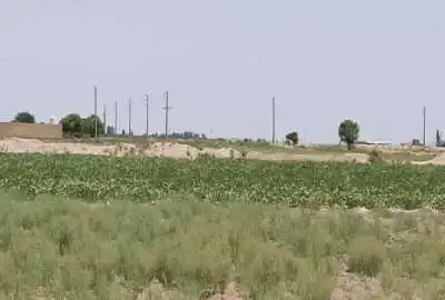 زمین کشاورزی ۳ هکتار لب اتوبان سند تک برگ