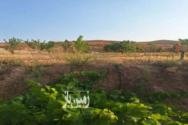 باغ و زمین خالی روستای دهسرخ ابتدای جاده نیشابور ۳۵۰۰ متر - تصویر 3