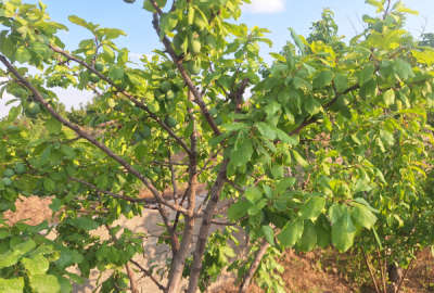باغ و زمین خالی روستای دهسرخ ابتدای جاده نیشابور ۳۵۰۰ متر