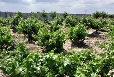 باغ پسته درختان مثمر بارده چهاردیواری شده در روستای قلعه خواجه