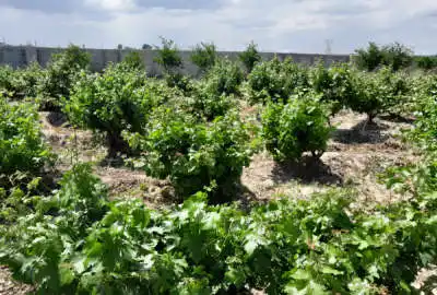 باغ پسته درختان مثمر بارده چهاردیواری شده در روستای قلعه خواجه