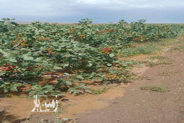 ۲۰۰ هکتار باغ پسته و زمین با دو حلقه چاه ۳۴ و ۳۰ لیتر-2