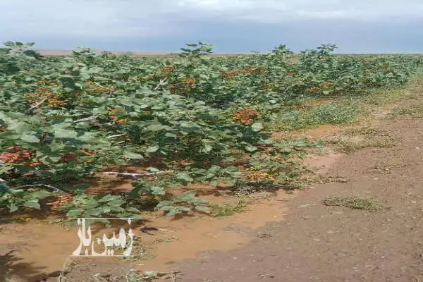 ۲۰۰ هکتار باغ پسته و زمین با دو حلقه چاه ۳۴ و ۳۰ لیتر - تصویر 2