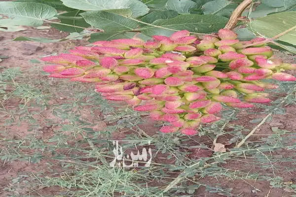 ۲۰۰ هکتار باغ پسته و زمین با دو حلقه چاه ۳۴ و ۳۰ لیتر - تصویر 3